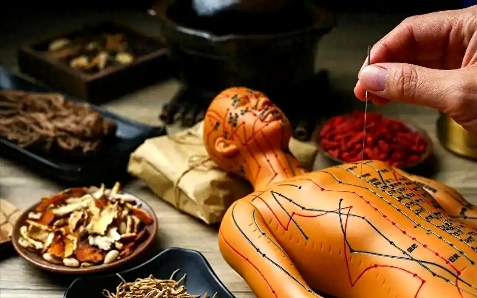 An acupuncture model marked with meridian lines, with a needle held above it and dried herbs around